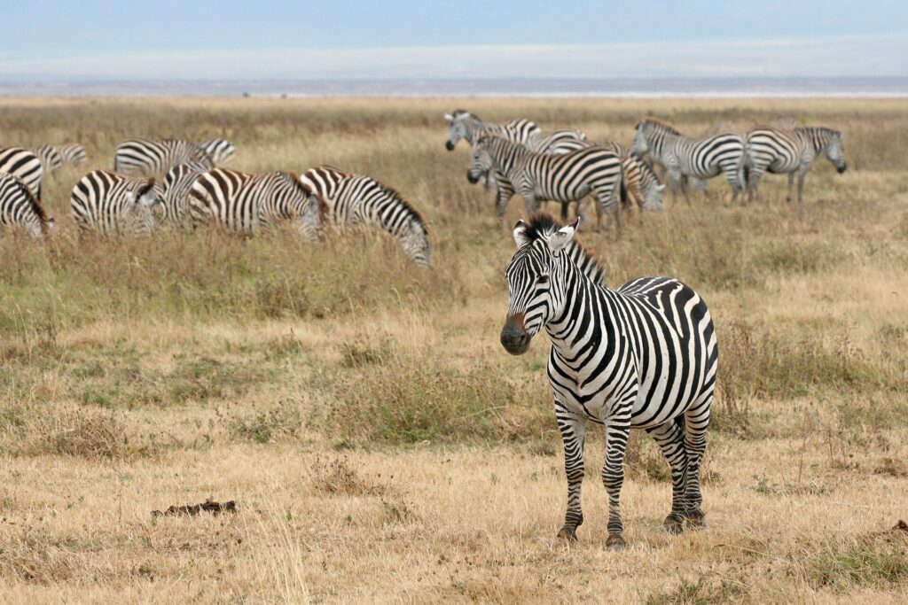 Zebra’s op de bodem van de Ngorongoro-krater