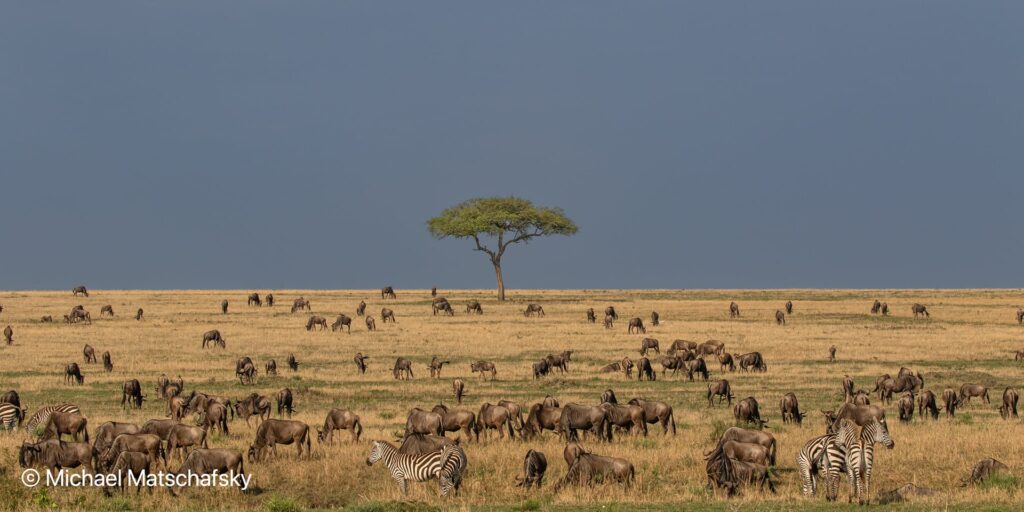 Gnoes tijdens de migratie op de open vlaktes van de Serengeti