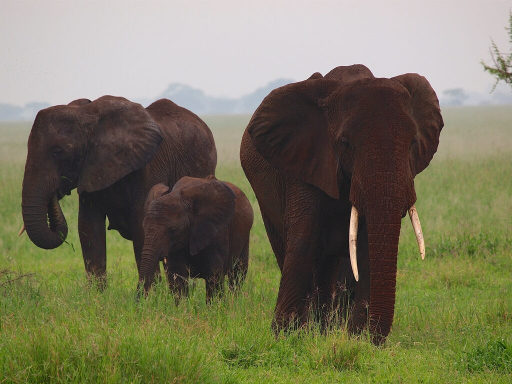 Olifanten in Tarangire National Park in Tanzania